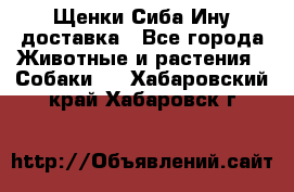 Щенки Сиба Ину доставка - Все города Животные и растения » Собаки   . Хабаровский край,Хабаровск г.